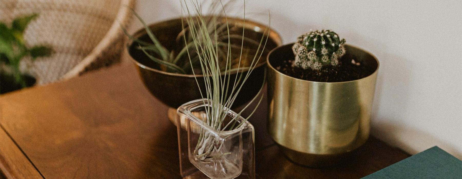 a plant in a pot on a dresser near a book