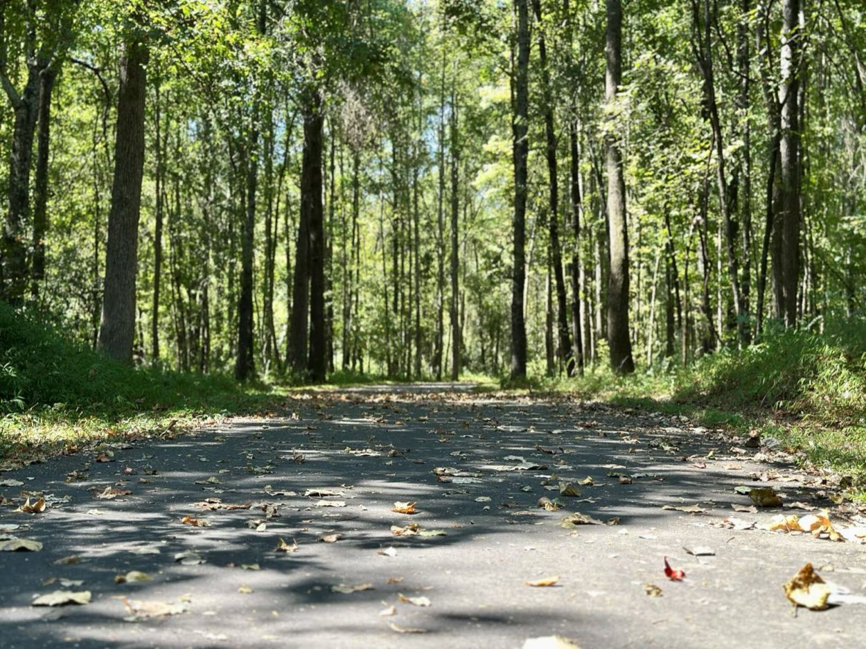 The Stallings Greenway trail through the woods